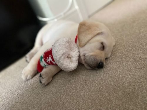 Last beautiful yellow lab left for sale in Lancashire