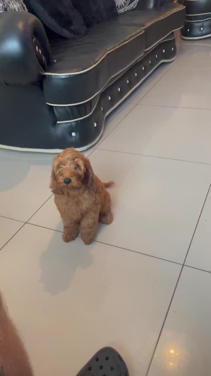 Cockapoo puppies for sale in Gravesend, Kent – 3 months old