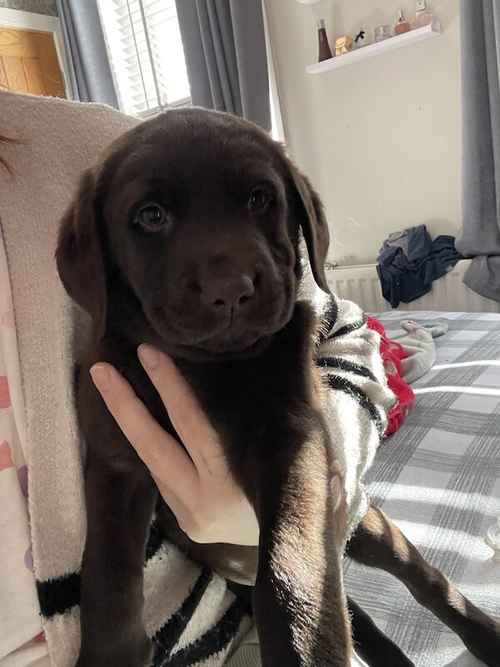 Last Chunky KC boy chocolate Labrador pups for sale in Wallsend, Tyne and Wear