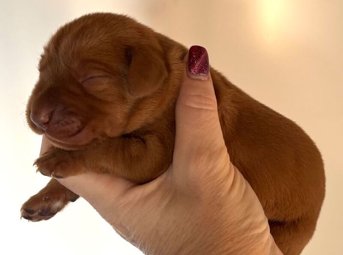 Labrador Retriever puppies for sale in Doddington, Cambridgeshire – KC registered, 3 weeks old