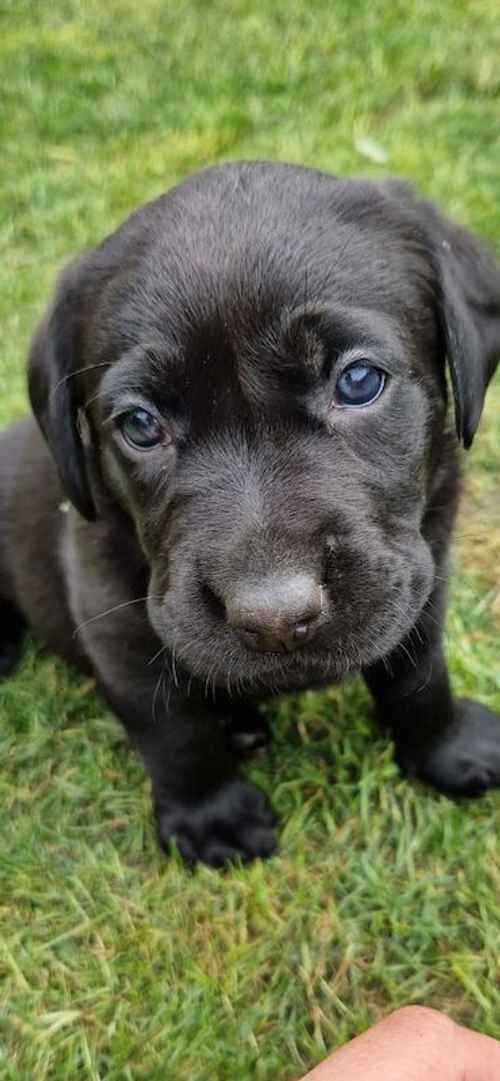 *LAST FEW REMAINING* Beautiful chunky black labrador puppies for sale in Tamworth, Staffordshire