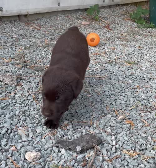 Last girl left . KC reg chocolate Labrador puppy for sale in King's Lynn, Norfolk