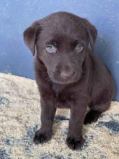 Last girl left . KC reg chocolate Labrador puppy for sale in King's Lynn, Norfolk