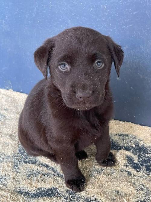 Last girl left . KC reg chocolate Labrador puppy for sale in King's Lynn, Norfolk - Image 2