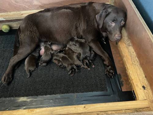 Last girl left . KC reg chocolate Labrador puppy for sale in King's Lynn, Norfolk - Image 5