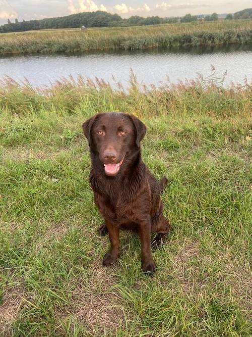 Last girl left . KC reg chocolate Labrador puppy for sale in King's Lynn, Norfolk - Image 6