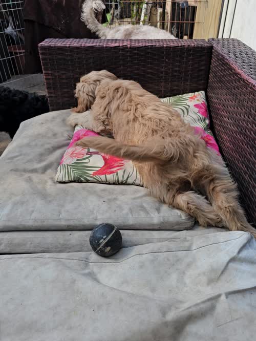 Last golden boy pup for sale in Doncaster, South Yorkshire