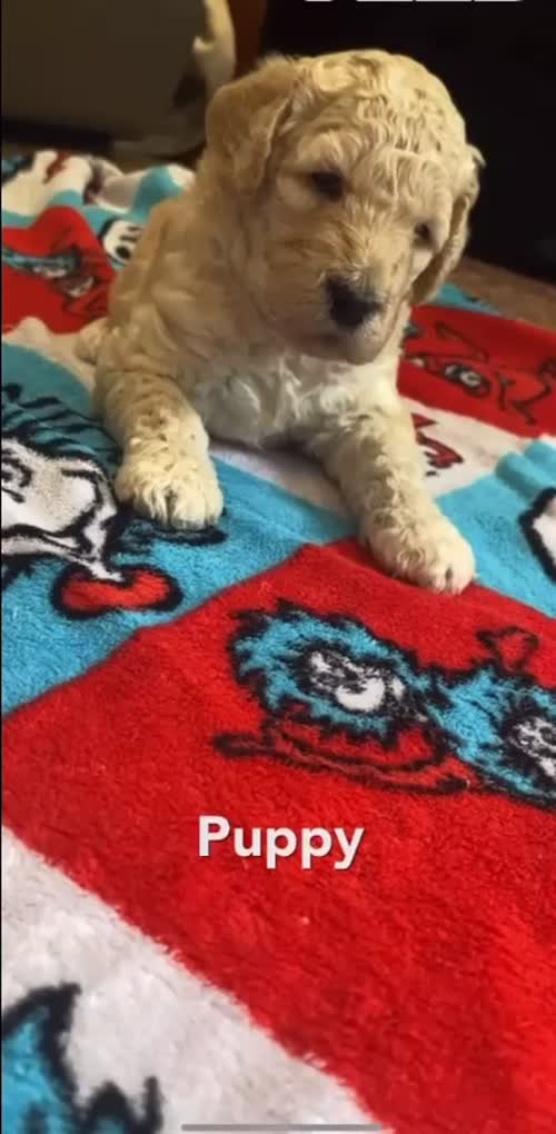 *LAST GOLDENDOODLE CHAMPAGNE GIRL PUPPY* for sale in Glenrothes, Fife