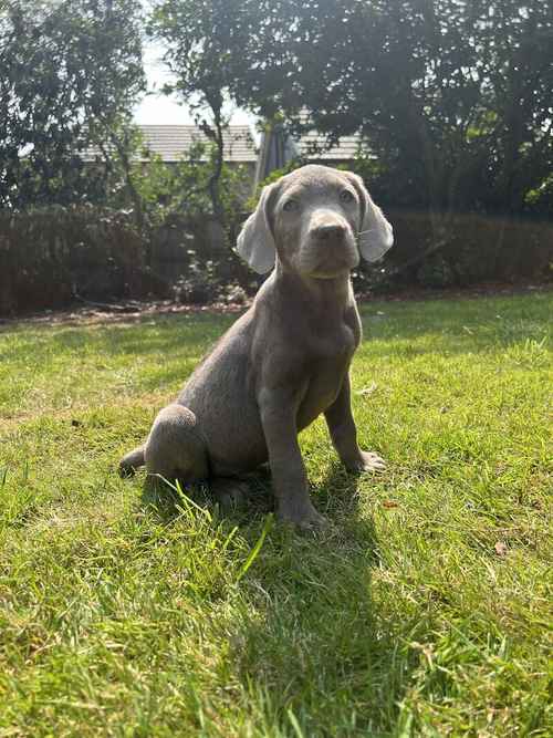 Last Silver boy ready now for sale in Wisbech, Cambridgeshire