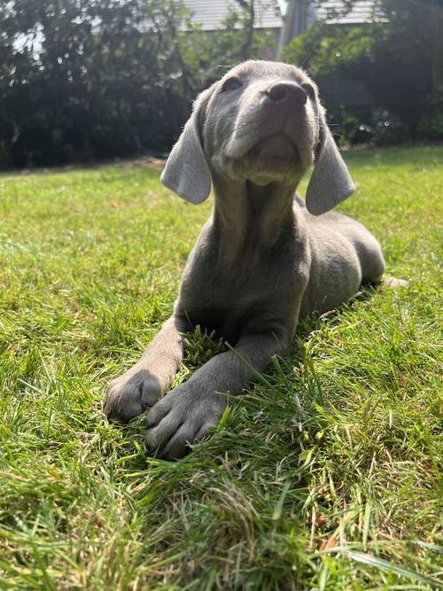 Last Silver boy ready now for sale in Wisbech, Cambridgeshire - Image 2