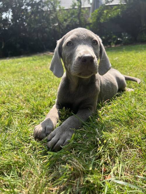 Last Silver boy ready now for sale in Wisbech, Cambridgeshire - Image 3