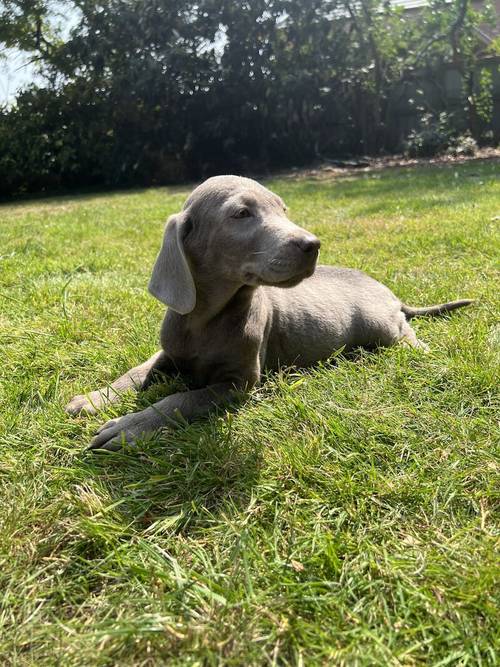 Last Silver boy ready now for sale in Wisbech, Cambridgeshire - Image 4