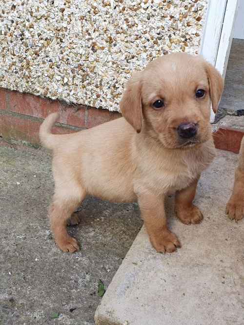 Last Stunning male labrador pup from fox red parents for sale in Irvine, North Ayrshire