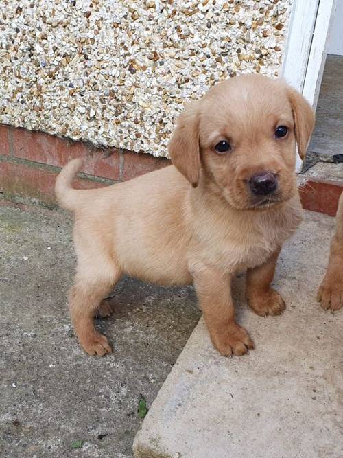 READY TO LEAVE Last Stunning male labrador pup from fox red parents for sale in Irvine, North Ayrshire - Image 1