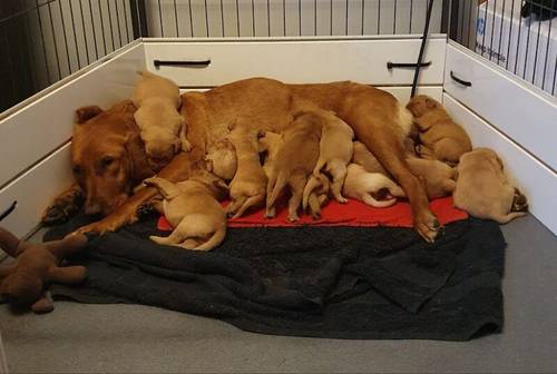 READY TO LEAVE Last Stunning male labrador pup from fox red parents for sale in Irvine, North Ayrshire - Image 2