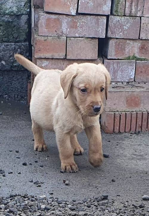 READY TO LEAVE Last Stunning male labrador pup from fox red parents for sale in Irvine, North Ayrshire - Image 3