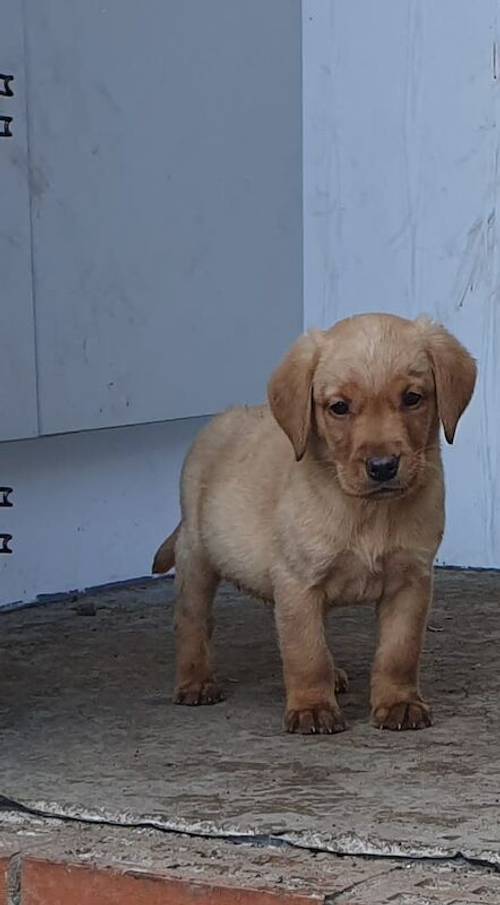 READY TO LEAVE Last Stunning male labrador pup from fox red parents for sale in Irvine, North Ayrshire - Image 4