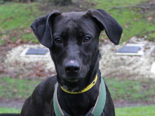 Layla for sale in Liverpool, Merseyside