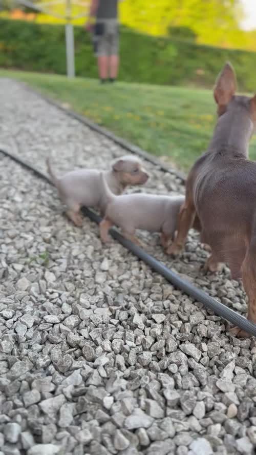 Lilac / Chocolate Wenlock JRT Puppies for sale in Southampton, Hampshire