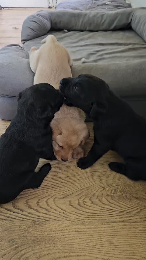 Lily & Jasper's litter - 2 beautiful black labrador puppies still available for sale in Sible Hedingham, Essex