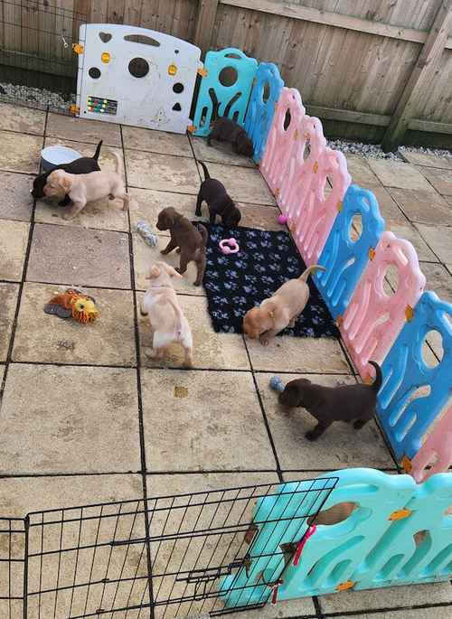 Litter of 11 Labrador puppies KC registered for sale in Evercreech, Somerset