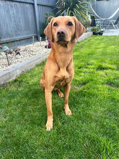 Litter of 8 KC Registered Lab Puppies, Due 5th July. for sale in Fakenham, Norfolk