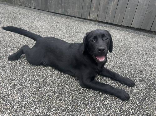 Litter of Black KC Registered Labrador Pups for sale in Newcastle upon Tyne, Tyne and Wear - Image 6