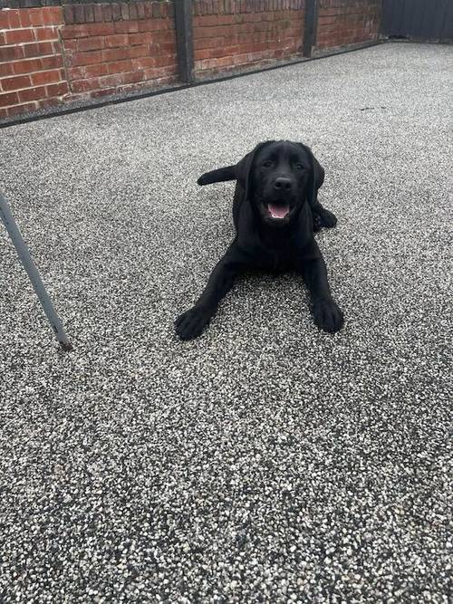 Litter of Black KC Registered Labrador Pups for sale in Newcastle upon Tyne, Tyne and Wear - Image 7