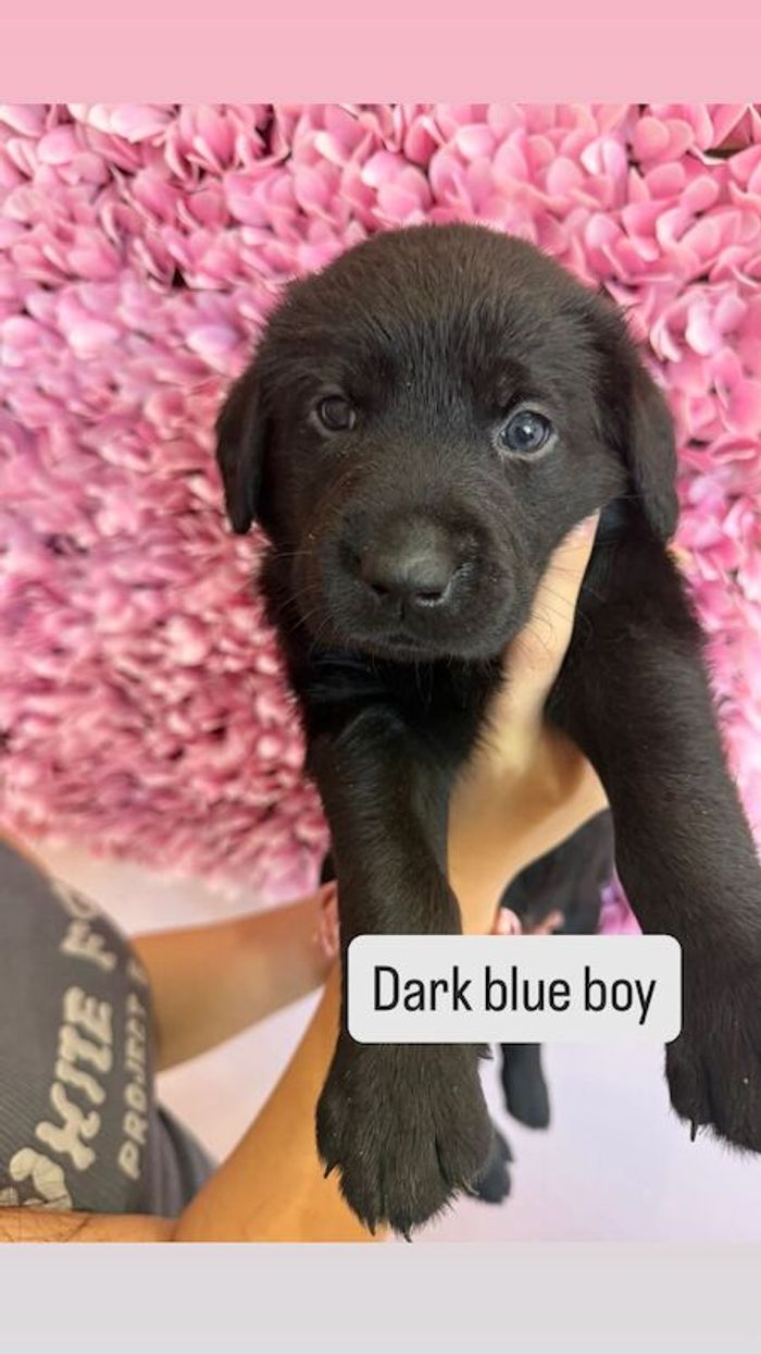 Labrador Retriever puppies for sale in Wolverhampton, West Midlands – 7 weeks old