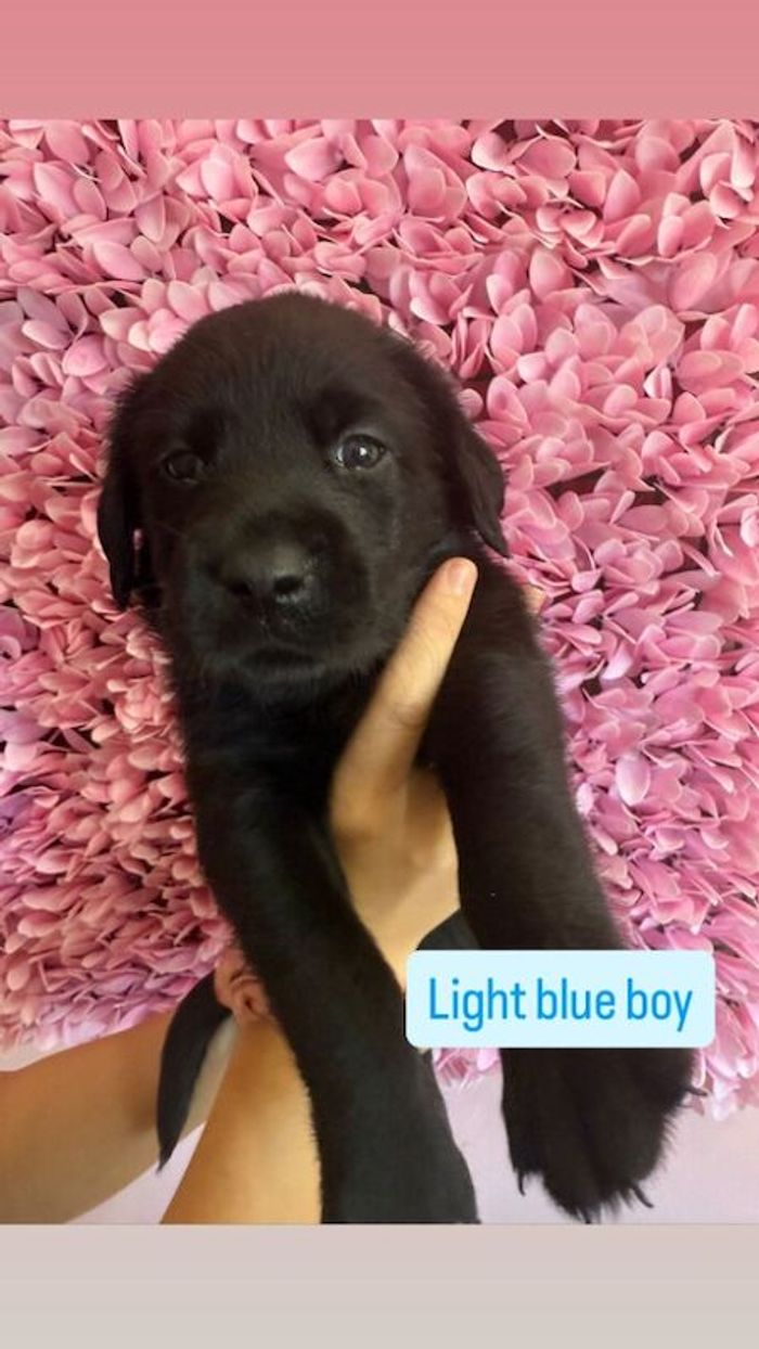 Labrador Retriever puppies for sale in Wolverhampton, West Midlands – 7 weeks old - Image 3 of 6