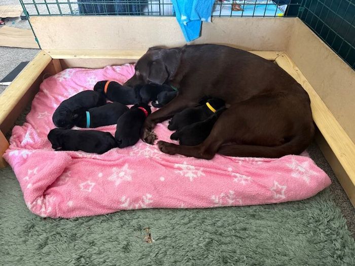 Labrador Retriever puppies for sale in Wolverhampton, West Midlands – 7 weeks old - Image 4 of 6