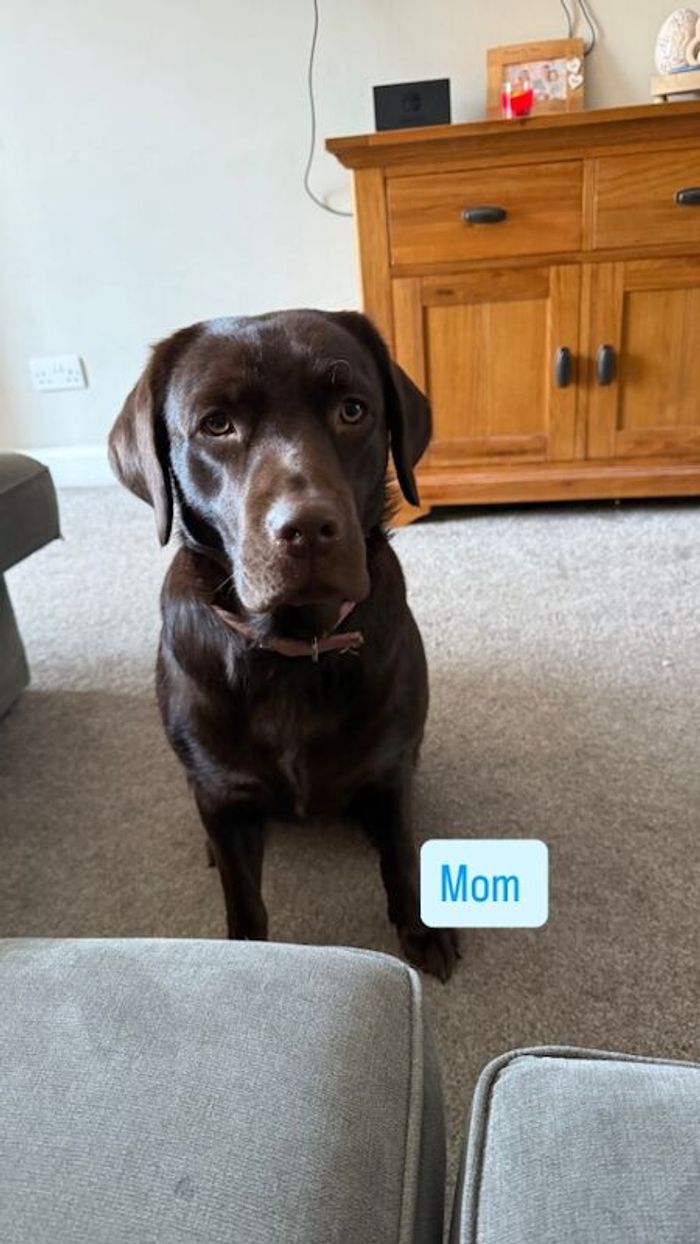 Labrador Retriever puppies for sale in Wolverhampton, West Midlands – 7 weeks old - Image 6 of 6