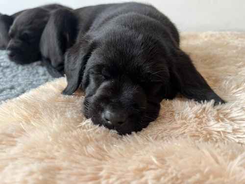 Litter of Dual Purpose Labrador Retriever Puppies for sale in Hoo, Kent