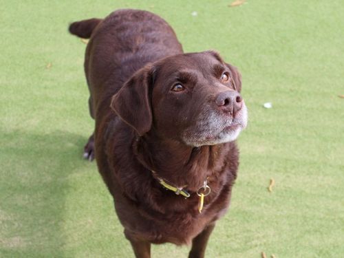 Lola for sale in Evesham, Worcestershire