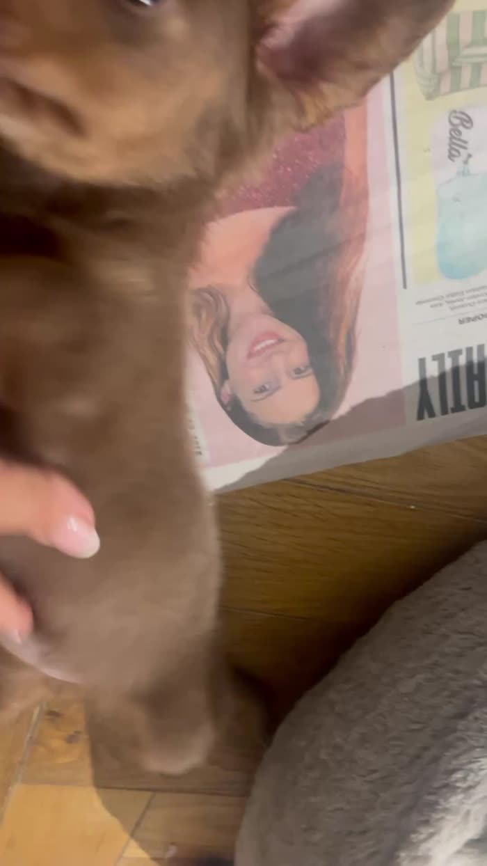 Dachshund puppies for sale in Maidstone, Kent – 7 weeks old