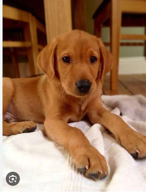 Looking for Fox Red Labrador puppy for sale in Widnes, Cheshire