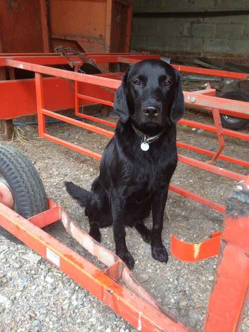 Looking for slim faced “American style” black lab bitch for sale in Basildon, Essex