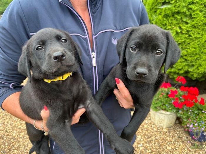 Labrador Retriever puppies for sale in Silverstone, Northamptonshire – KC registered, 6 weeks old