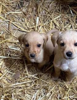 Lovely Labrador Puppy for sale in Worcester, Worcestershire | Image 2