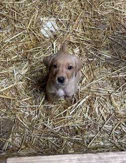Lovely Labrador Puppy for sale in Worcester, Worcestershire | Image 3