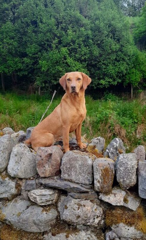 Lovely litter of KC registered Labradors for sale in Uttoxeter, Staffordshire