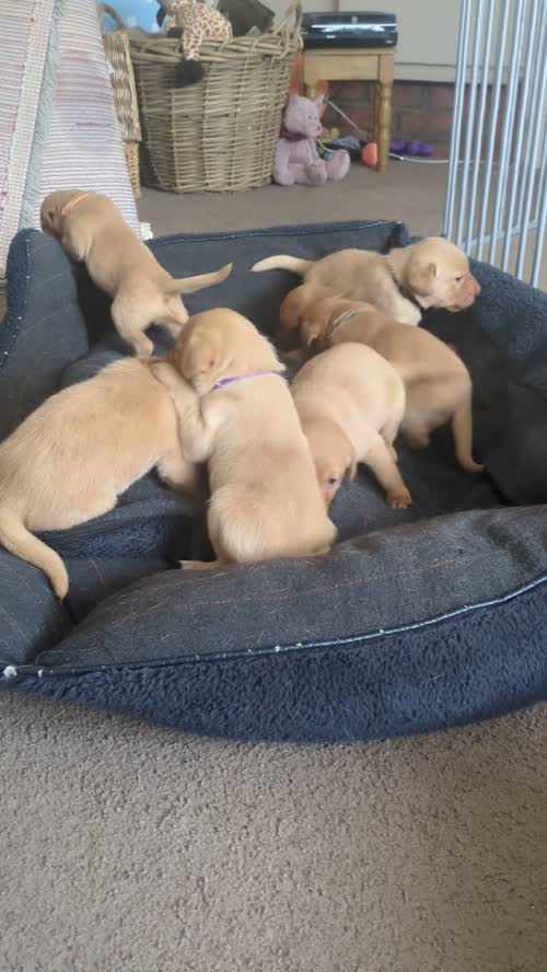 Lovely litter of KC registered Labradors for sale in Uttoxeter, Staffordshire