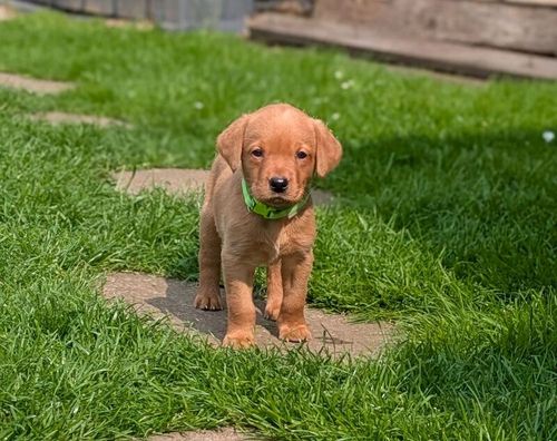 Lovely litter of KC registered Labradors for sale in Uttoxeter, Staffordshire