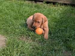 Lovely litter of KC registered Labradors for sale in Uttoxeter, Staffordshire | Image 2