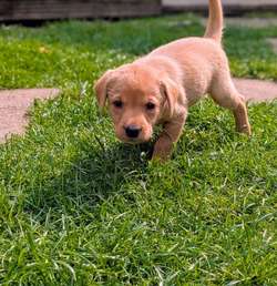 Lovely litter of KC registered Labradors for sale in Uttoxeter, Staffordshire | Image 3
