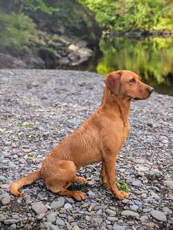 Lovely litter of KC registered Labradors for sale in Uttoxeter, Staffordshire | Image 4