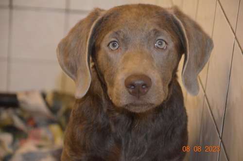 Lovely silver female older lab puppy for sale in London, City of London, Greater London