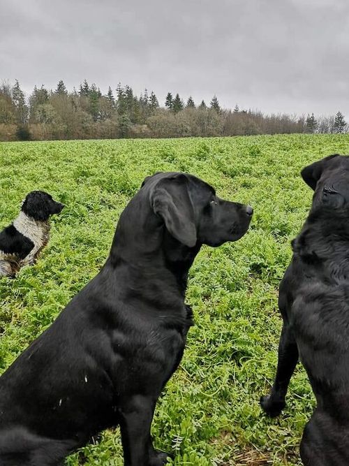 Lovely working bred pups for sale in Southampton, Hampshire