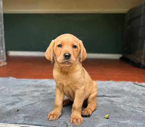 Lovely yellow Labrador litter. for sale in Cranbrook, Kent