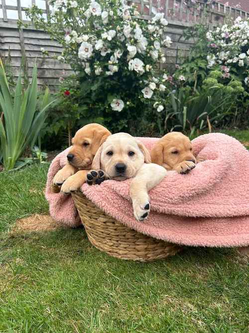 Lovely yellow Labrador litter. for sale in Cranbrook, Kent